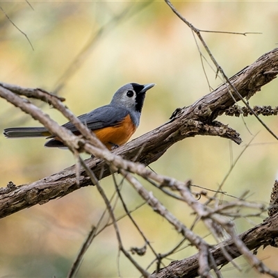 Monarcha melanopsis (Black-faced Monarch) at Green Cape, NSW - 7 Oct 2024 by trevsci