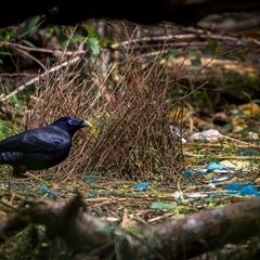 Ptilonorhynchus violaceus (Satin Bowerbird) at Green Cape, NSW - 6 Oct 2024 by trevsci