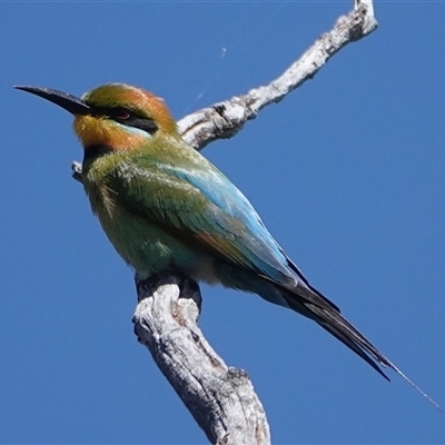 Merops ornatus (Rainbow Bee-eater) at Hall, ACT - 8 Oct 2024 by Anna123