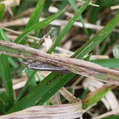 Unidentified Moth (Lepidoptera) at Lyons, ACT - 8 Oct 2024 by ran452