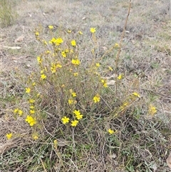 Hibbertia calycina at Googong, NSW - 8 Oct 2024 02:28 PM