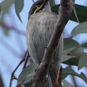 Caligavis chrysops at Hall, ACT - 30 Sep 2024 02:20 PM