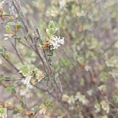 Brachyloma daphnoides (Daphne Heath) at Googong, NSW - 8 Oct 2024 by BrianSummers