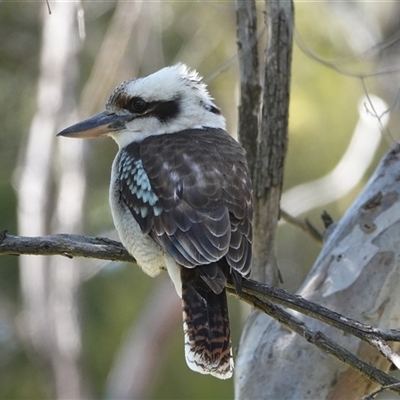 Dacelo novaeguineae (Laughing Kookaburra) at Hall, ACT - 15 Sep 2024 by Anna123