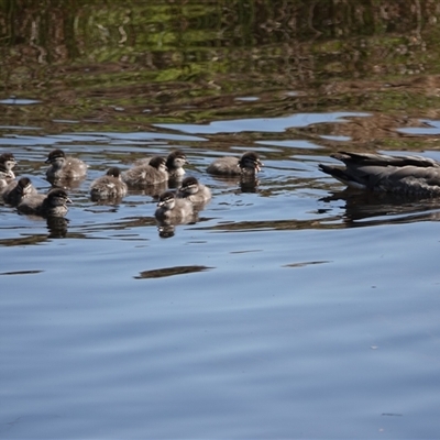 Chenonetta jubata (Australian Wood Duck) at Hall, ACT - 13 Sep 2024 by Anna123