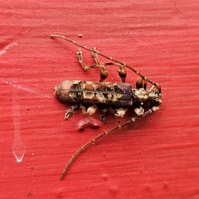 Tessaromma undatum (Velvet eucalypt longhorn beetle) at Captains Flat, NSW - 8 Oct 2024 by Csteele4