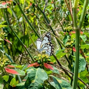 Belenois java at Urangan, QLD - 8 Oct 2024 02:16 PM