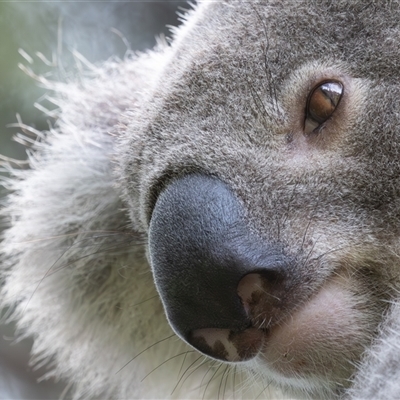 Phascolarctos cinereus (Koala) at Port Macquarie, NSW - 8 Oct 2024 by rawshorty