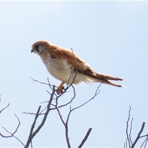 Falco cenchroides at Calwell, ACT - 5 Oct 2024 08:53 AM