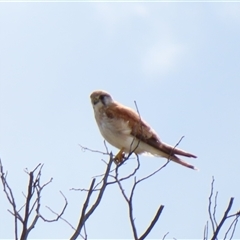 Falco cenchroides at Calwell, ACT - 5 Oct 2024 08:53 AM