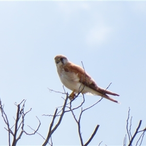 Falco cenchroides at Calwell, ACT - 5 Oct 2024 08:53 AM