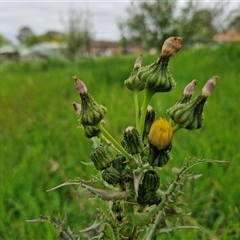 Sonchus asper (Prickly Sowthistle) at Goulburn Woodlands Reserve - 8 Oct 2024 by trevorpreston