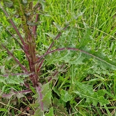 Sonchus asper at Goulburn, NSW - 8 Oct 2024