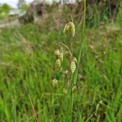 Briza maxima (Quaking Grass, Blowfly Grass) at Goulburn Woodlands Reserve - 8 Oct 2024 by trevorpreston