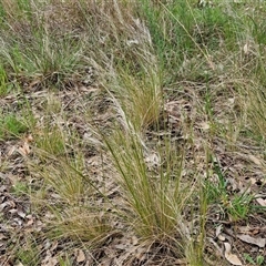 Austrostipa scabra (Corkscrew Grass, Slender Speargrass) at Goulburn Woodlands Reserve - 8 Oct 2024 by trevorpreston