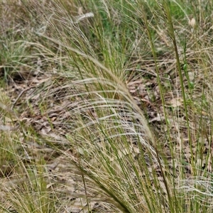 Austrostipa scabra at Goulburn, NSW - 8 Oct 2024