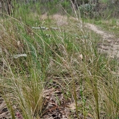 Austrostipa scabra at Goulburn, NSW - 8 Oct 2024