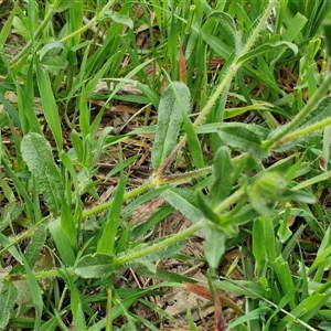 Silene gallica var. gallica at Goulburn, NSW - 8 Oct 2024