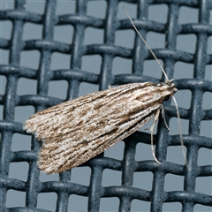 Leistarcha scitissimella (A Timber Moth) at Harrison, ACT - 7 Oct 2024 by DPRees125