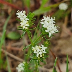 Asperula conferta (Common Woodruff) at Goulburn Woodlands Reserve - 8 Oct 2024 by trevorpreston