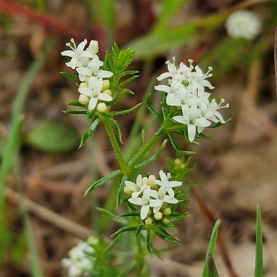 Asperula conferta (Common Woodruff) at Goulburn Woodlands Reserve - 8 Oct 2024 by trevorpreston