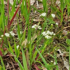 Asperula conferta at Goulburn, NSW - 8 Oct 2024