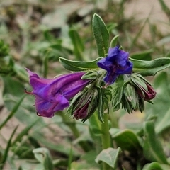 Echium plantagineum (Paterson's Curse) at Goulburn, NSW - 8 Oct 2024 by trevorpreston