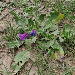 Echium plantagineum at Goulburn, NSW - 8 Oct 2024