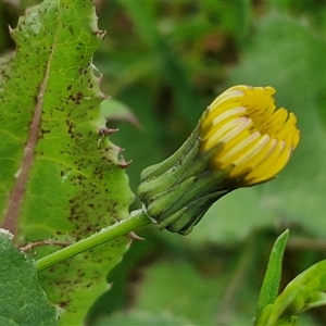 Sonchus oleraceus at Goulburn, NSW - 8 Oct 2024