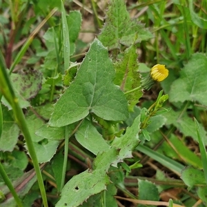 Sonchus oleraceus at Goulburn, NSW - 8 Oct 2024