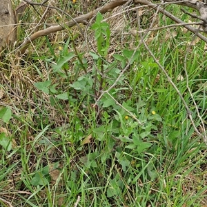 Sonchus oleraceus at Goulburn, NSW - 8 Oct 2024