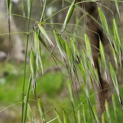 Avena sp. (Wild Oats) at Goulburn Woodlands Reserve - 8 Oct 2024 by trevorpreston