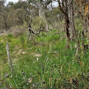 Avena sp. at Goulburn, NSW - 8 Oct 2024