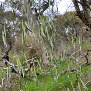 Avena sp. at Goulburn, NSW - 8 Oct 2024 03:22 PM