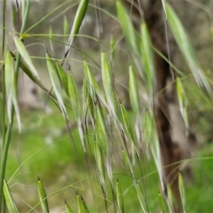 Avena sp. at Goulburn, NSW - 8 Oct 2024 03:22 PM