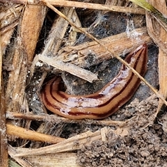 Anzoplana trilineata (A Flatworm) at Goulburn Woodlands Reserve - 8 Oct 2024 by trevorpreston