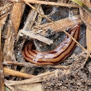 Anzoplana trilineata at Goulburn, NSW - 8 Oct 2024