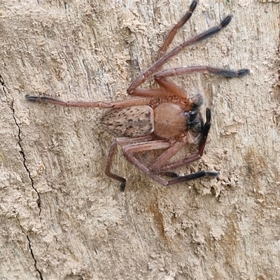 Delena cancerides (Social huntsman spider) at Goulburn, NSW - 8 Oct 2024 by trevorpreston