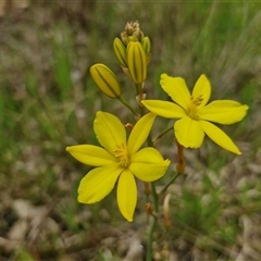 Bulbine bulbosa (Golden Lily, Bulbine Lily) at Goulburn Woodlands Reserve - 8 Oct 2024 by trevorpreston