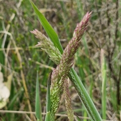 Holcus lanatus (Yorkshire Fog) at Goulburn Woodlands Reserve - 8 Oct 2024 by trevorpreston