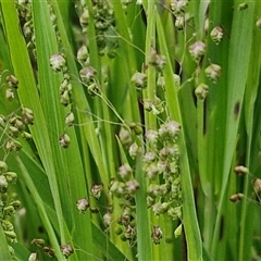 Briza minor (Shivery Grass) at Goulburn Woodlands Reserve - 8 Oct 2024 by trevorpreston