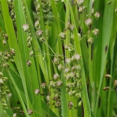 Briza minor (Shivery Grass) at Goulburn Woodlands Reserve - 8 Oct 2024 by trevorpreston