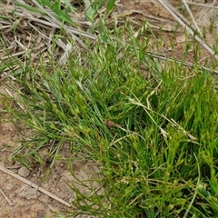 Juncus bufonius (Toad Rush) at Goulburn, NSW - 8 Oct 2024 by trevorpreston