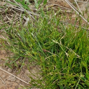 Juncus bufonius at Goulburn, NSW - 8 Oct 2024 03:17 PM