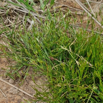 Juncus bufonius (Toad Rush) at Goulburn, NSW - 8 Oct 2024 by trevorpreston