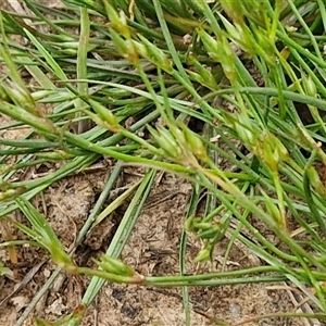 Juncus bufonius at Goulburn, NSW - 8 Oct 2024 03:17 PM