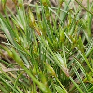 Juncus bufonius at Goulburn, NSW - 8 Oct 2024 03:17 PM