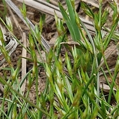 Juncus bufonius at Goulburn, NSW - 8 Oct 2024