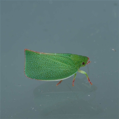 Siphanta acuta (Green planthopper, Torpedo bug) at Harrison, ACT - 7 Oct 2024 by DPRees125