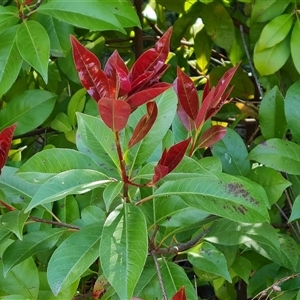 Photinia robusta at Isaacs, ACT - 9 Oct 2024 09:45 AM